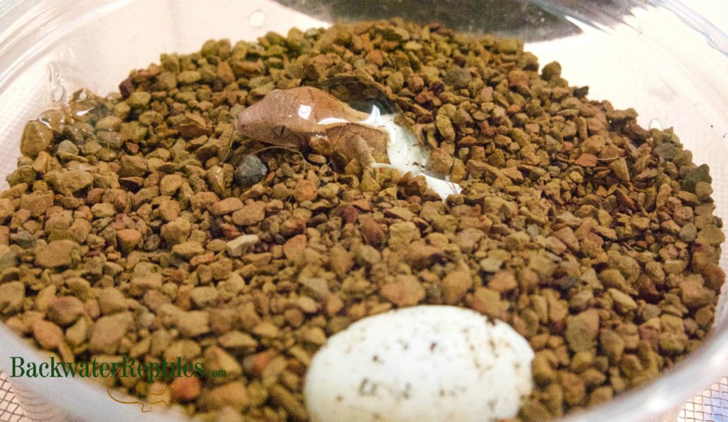 hatching crested gecko