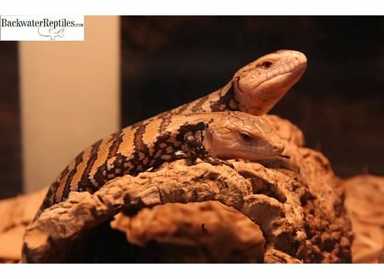 hatchling blue tongue skinks