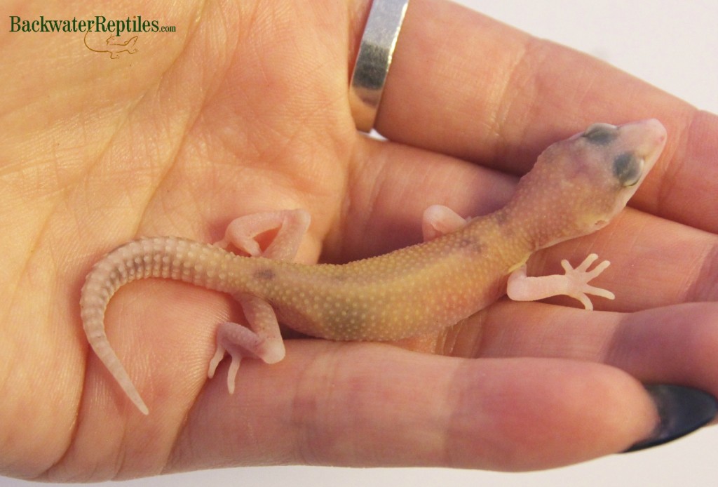 hatchling super giant leopard gecko