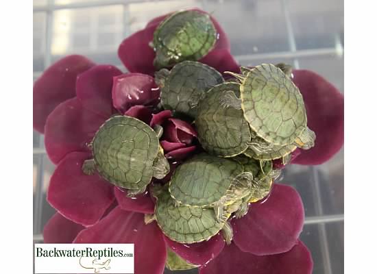 red eared slider turtle hatchlings