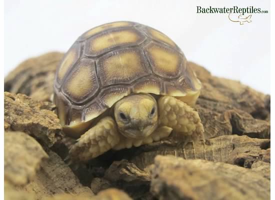 hatchling sulcata tortoise