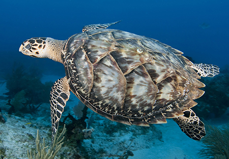 hawksbill sea turtle