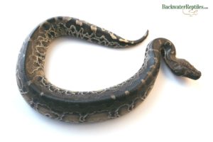 black blood python