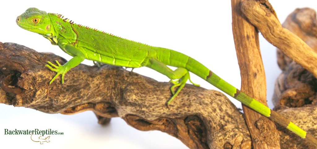 Reptiles that eat store vegetables