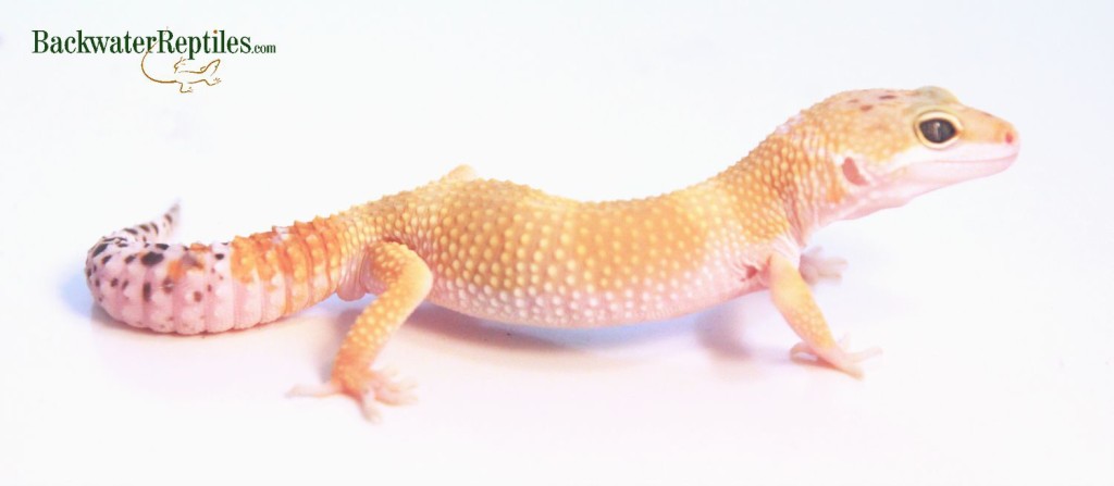 high color leopard gecko