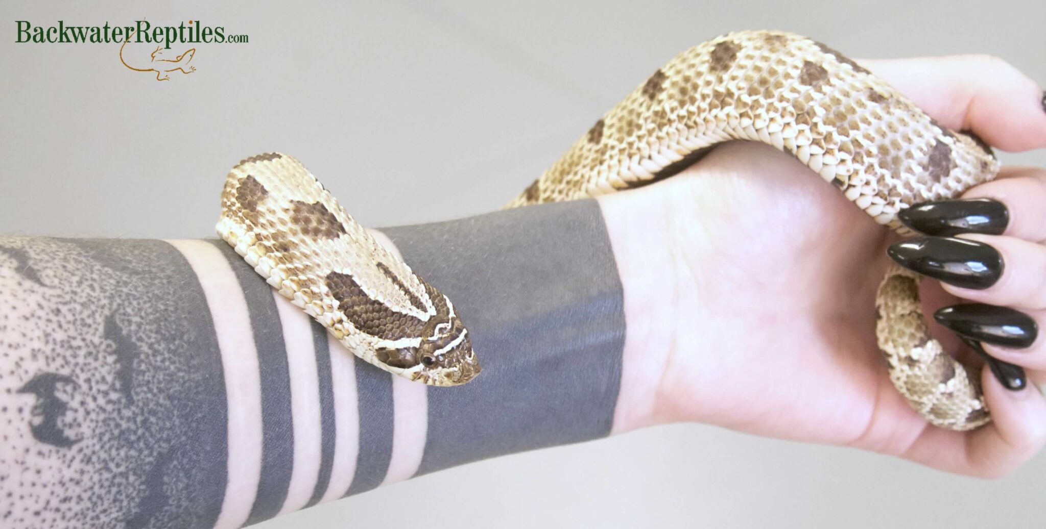 View of What Do Snakes Eat? | Backwater Reptiles Blog