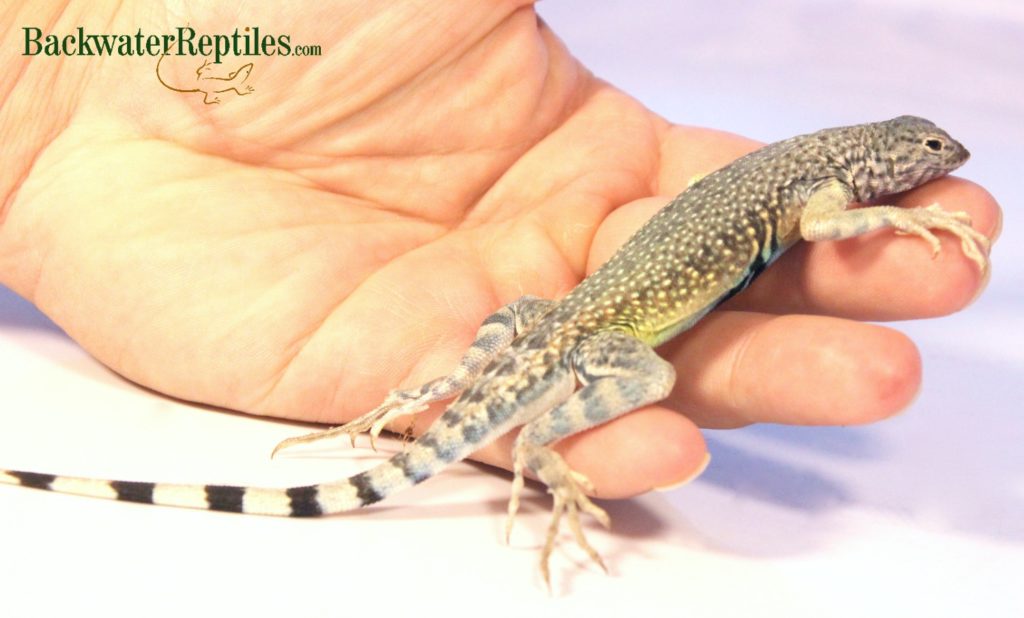 zebra tailed lizard