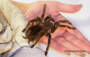 holding brazilian salmon pink tarantula