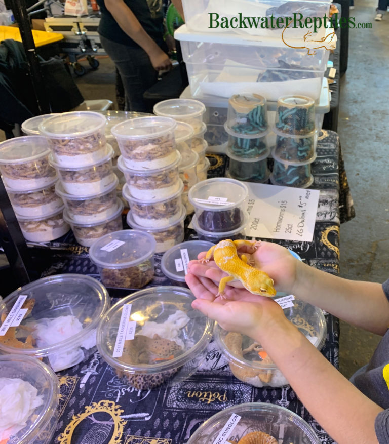 holding leopard gecko at expo