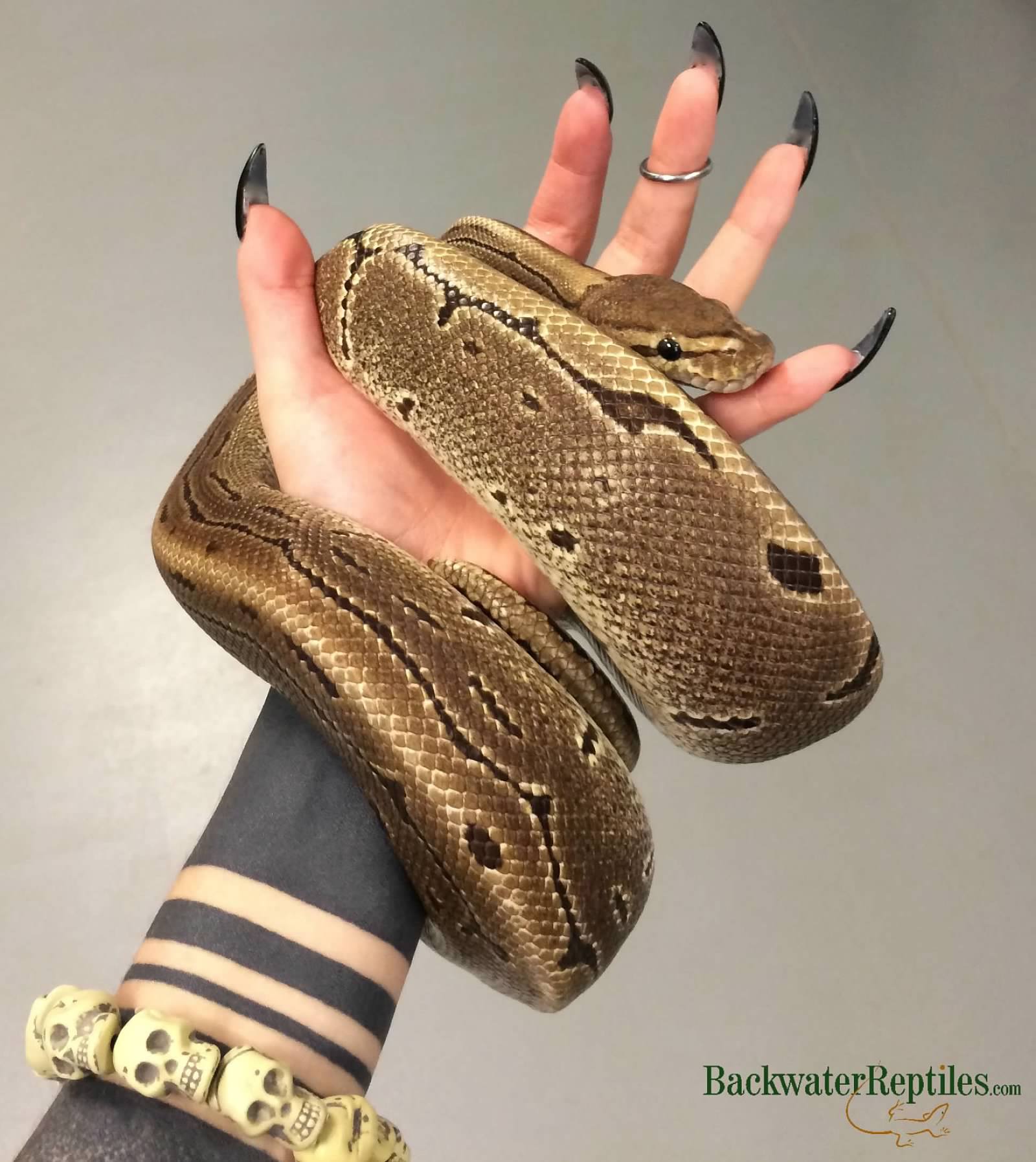 how big do ball pythons get