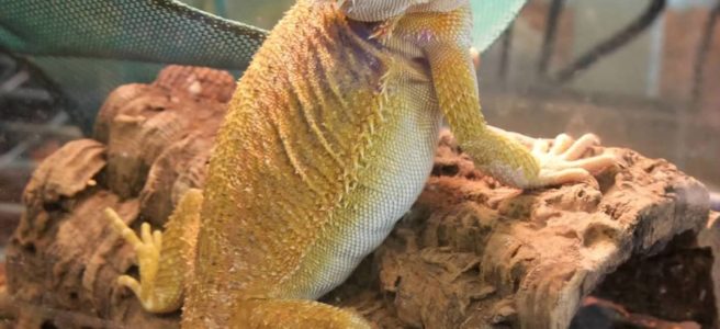 how long do bearded dragons live