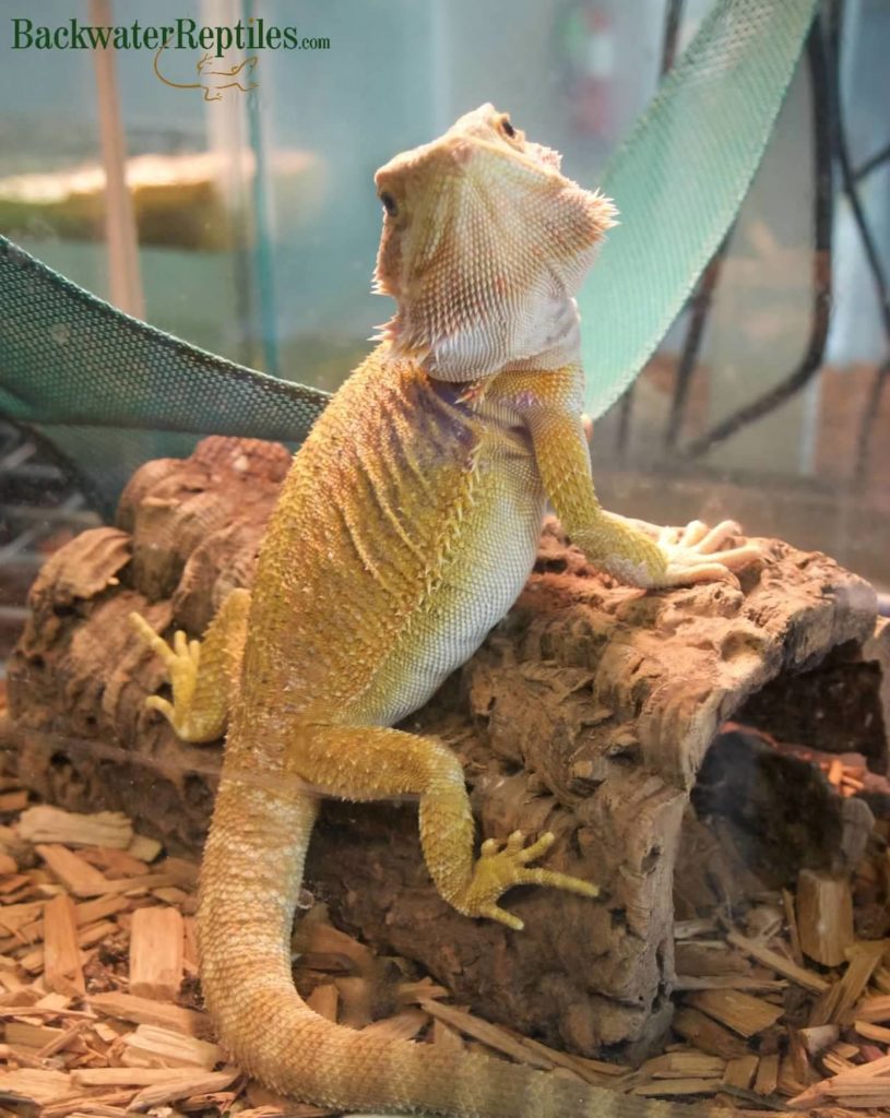 how long do bearded dragons live