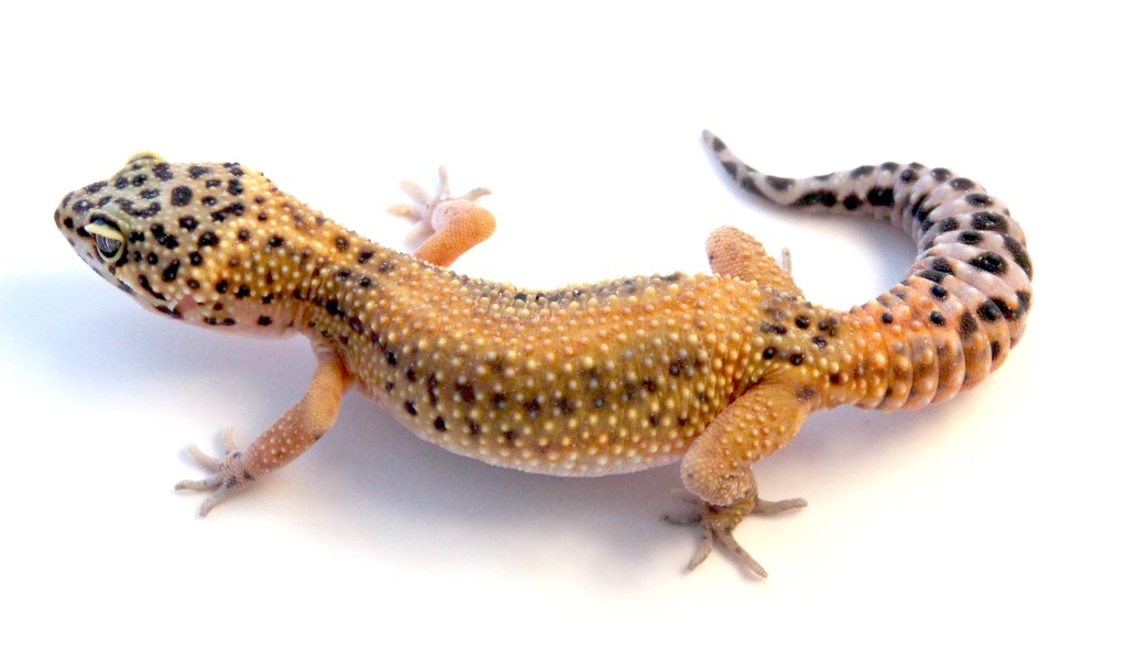 how to breed leopard geckos