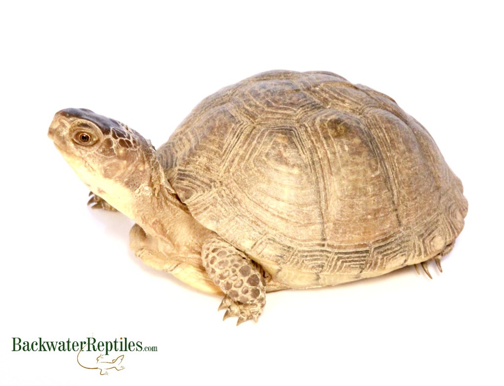 hybrid eastern box turtle