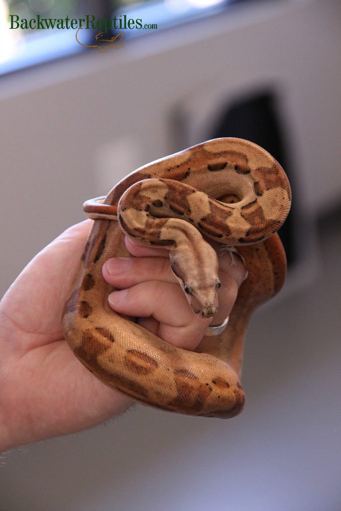 hypo motley colombian boa