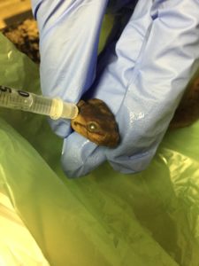 How to Preserve a Reptile or Amphibian | Backwater Reptiles Blog