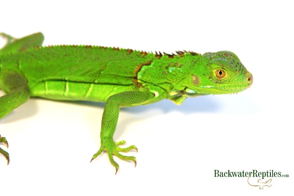 juvenile green iguana