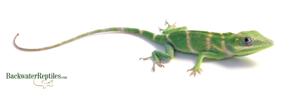 Pet Cuban Knight Anole