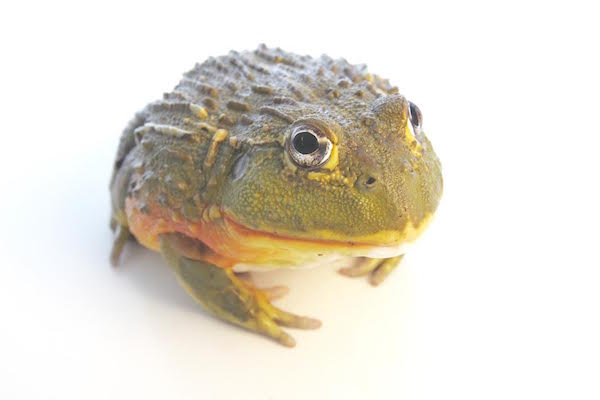 large Pixie frog (Pyxicephalus adsperus)