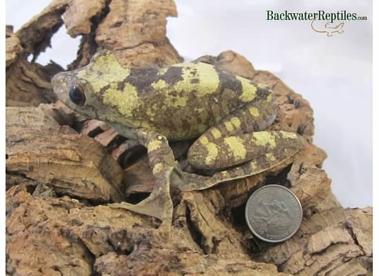 Gladiator tree frog