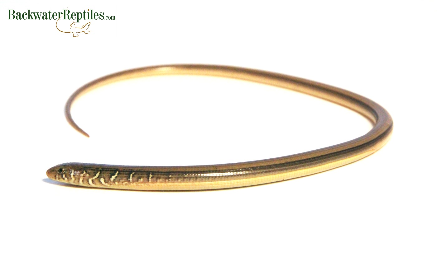 What’s the Difference Between Snakes and Legless Lizards? | Backwater ... - Snakes Vs Lizards