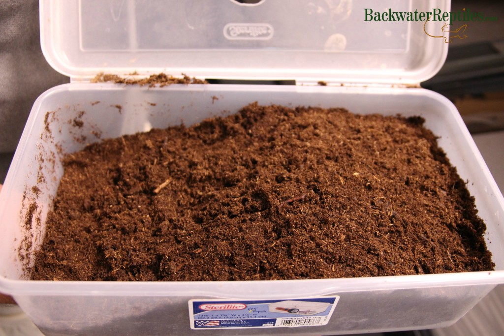 buried leopard gecko eggs