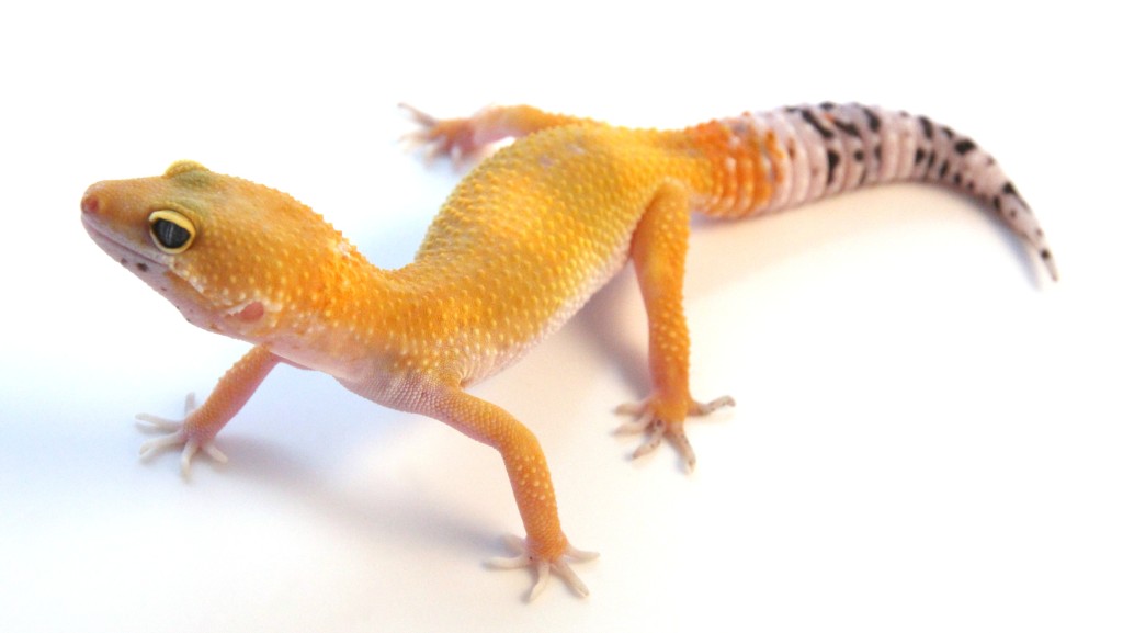 What Do Leopard Geckos Eat Backwater Reptiles Blog