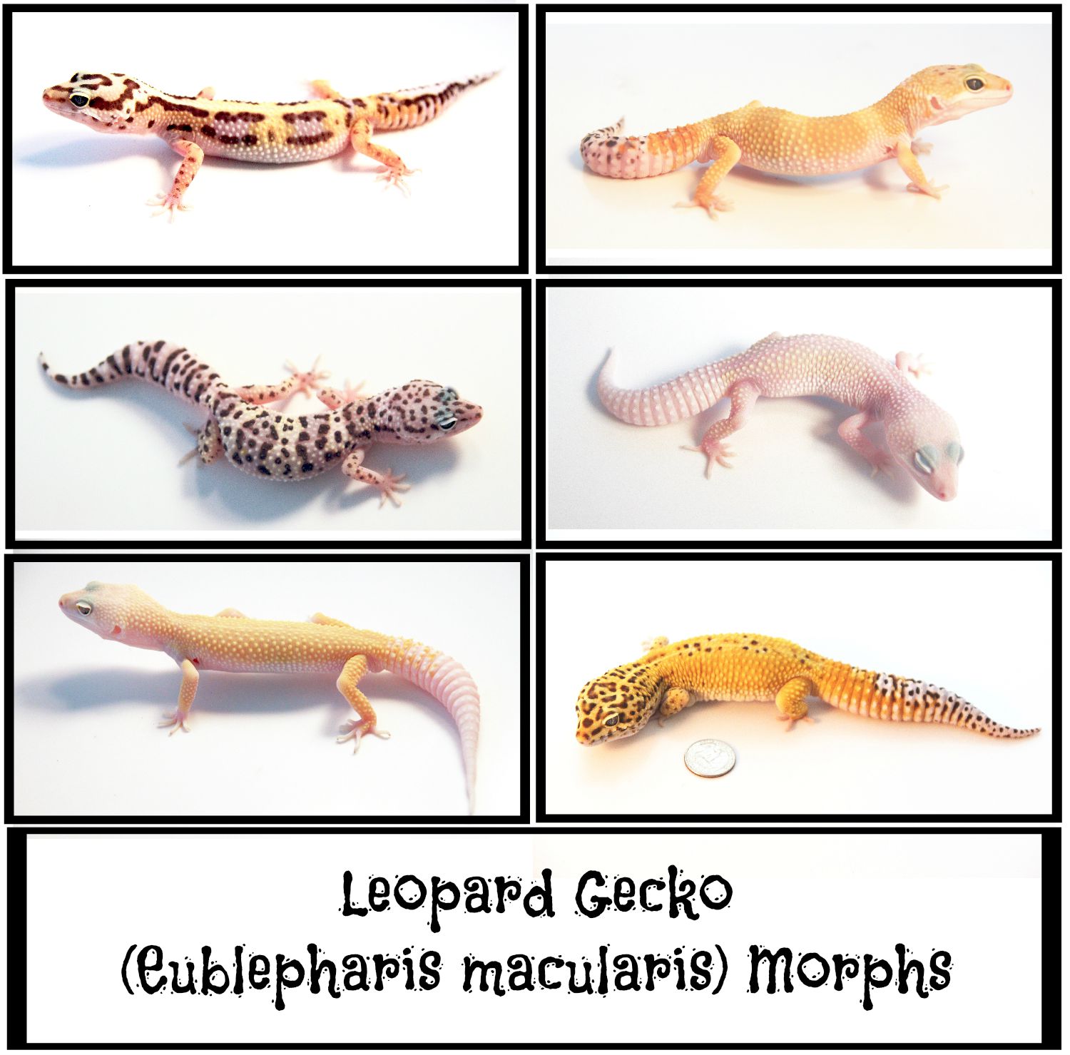Morphs Leopard Gecko Habitat Leopard Gecko Morphs 683x1024