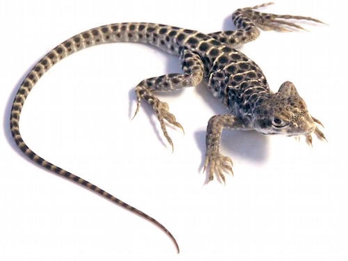 leopard lizard