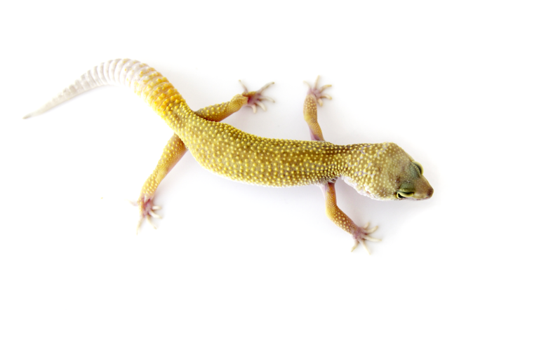 leucistic leopard gecko