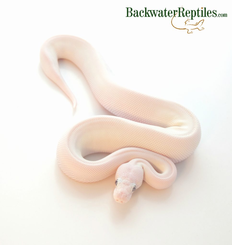 leucistic ball python