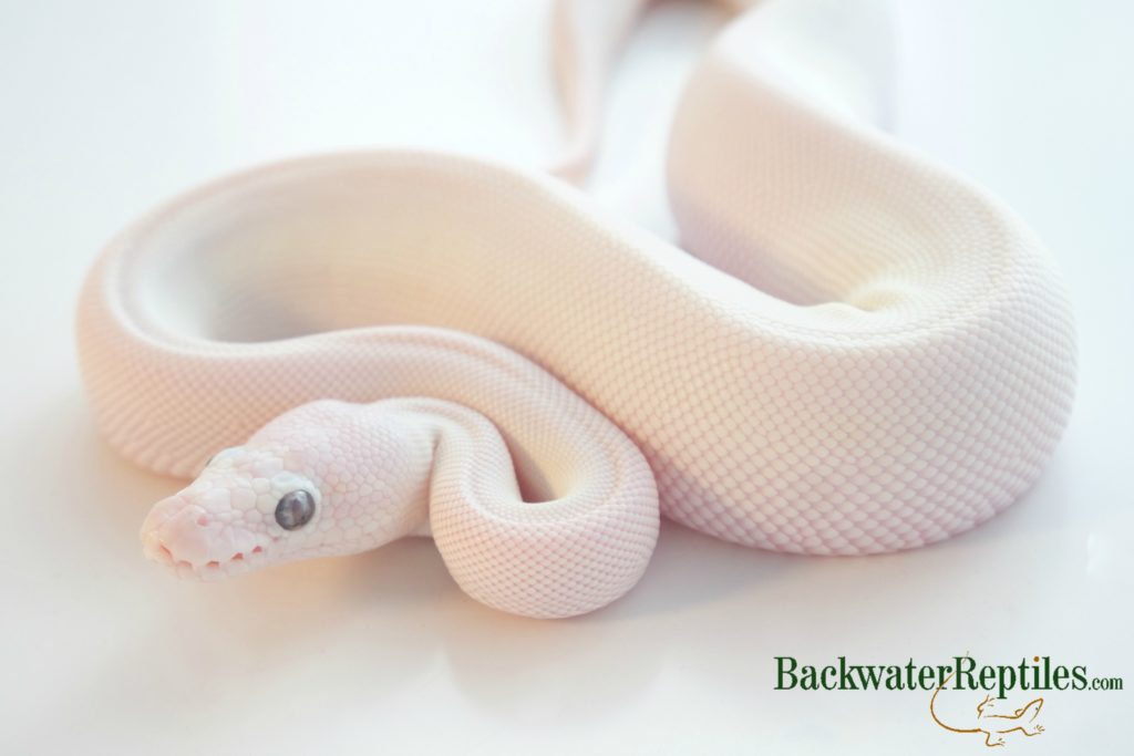 leucistic ball python