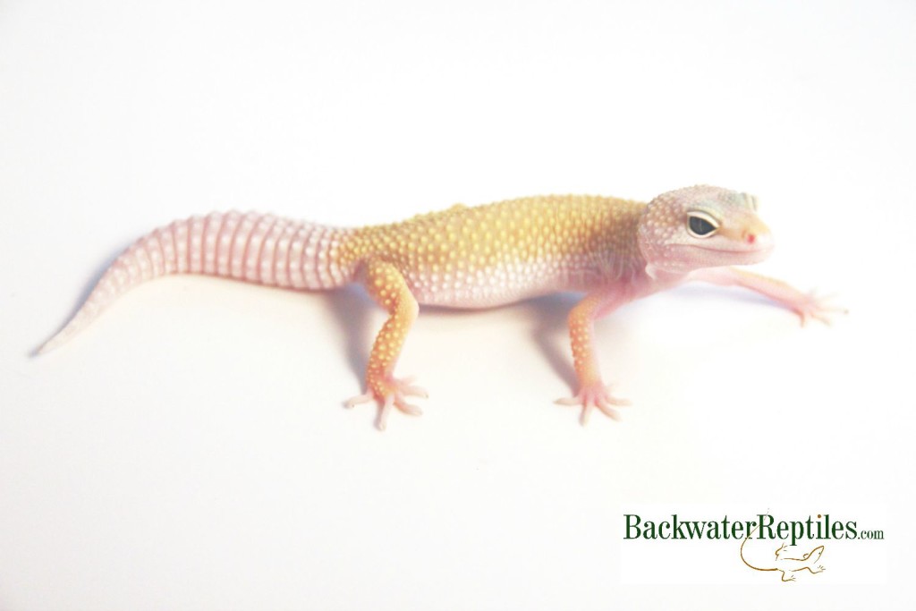 leucistic leopard gecko