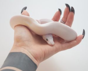 leucistic ball python