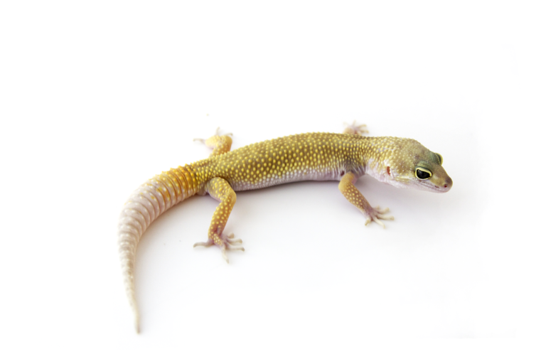 leucistic leopard gecko morph picture