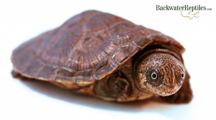 malagasy big-head turtle