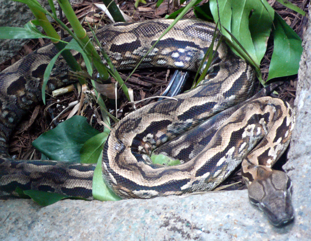 malagasy ground boa