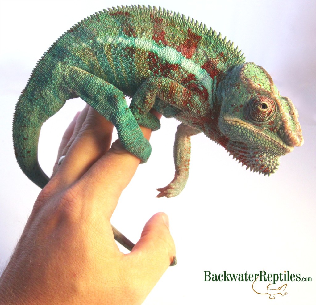 What Gender is My Panther Chameleon? | Backwater Reptiles Blog