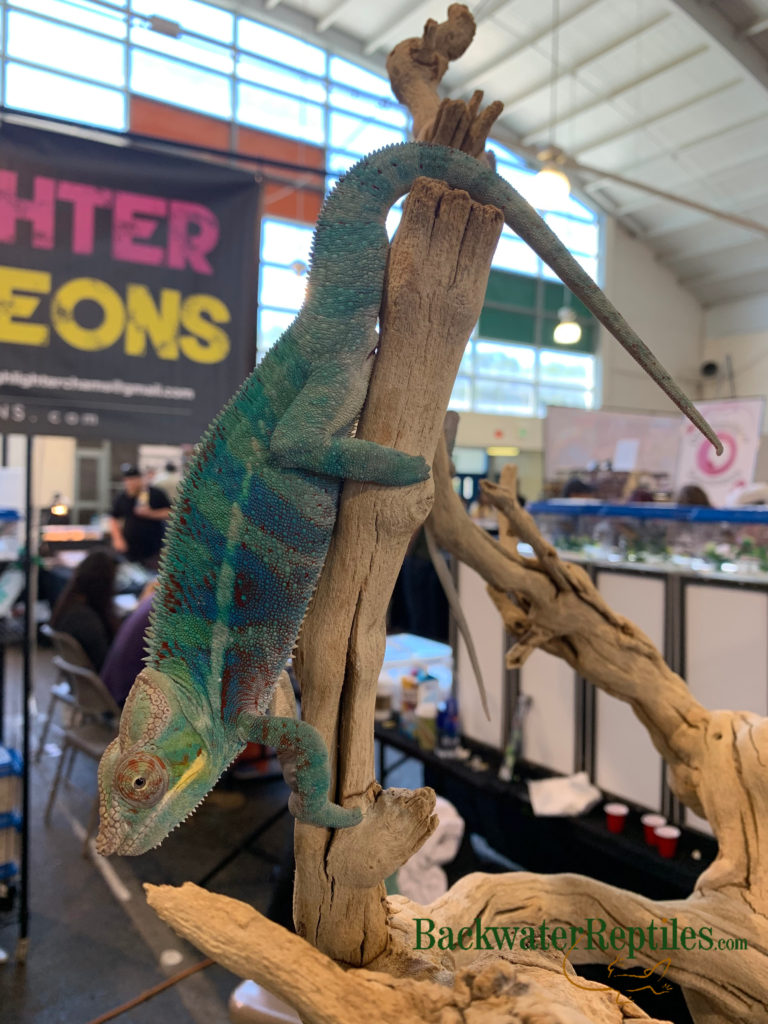 male panther chameleon at expo