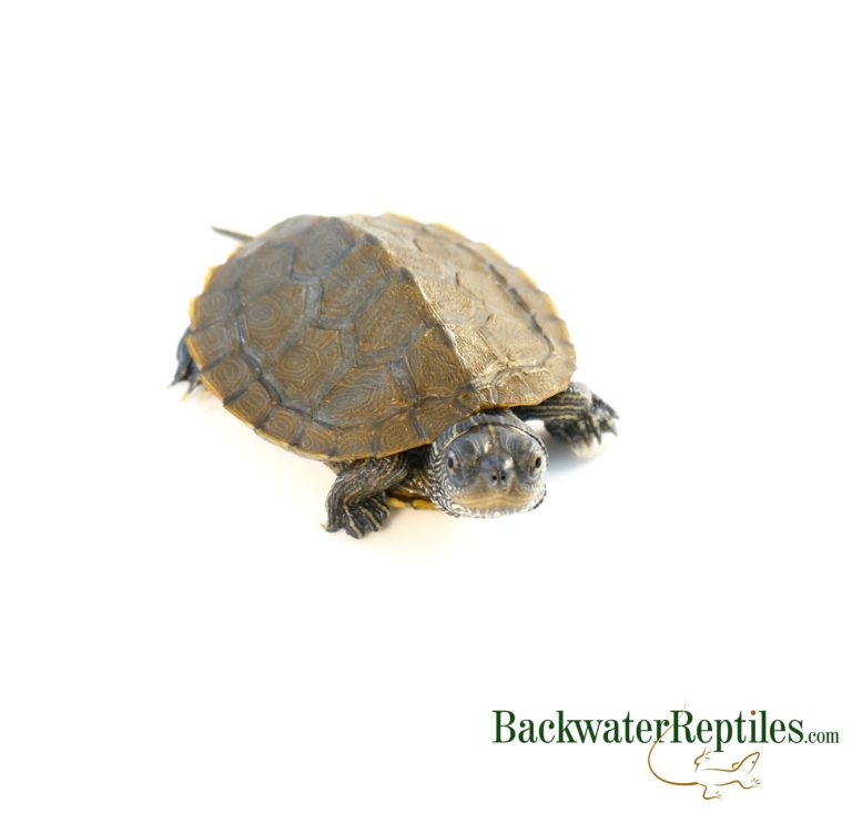 baby map turtle