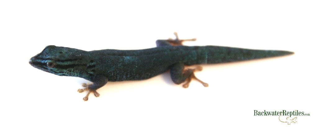 male lygodactylus williamsi