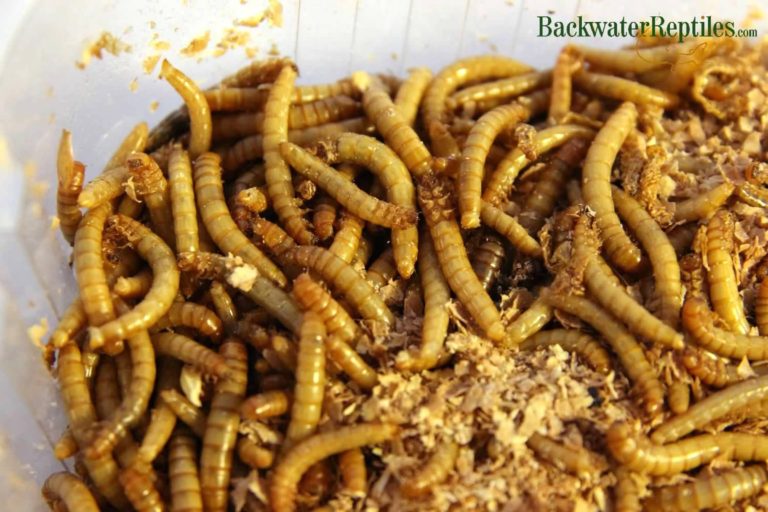 mealworms