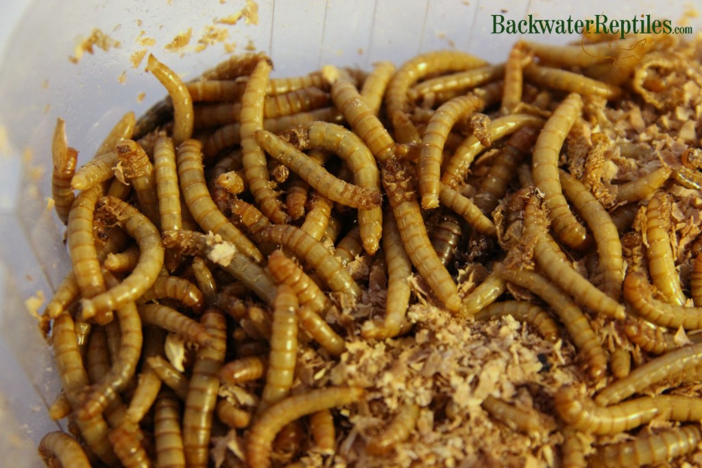 mealworms as feeder insects