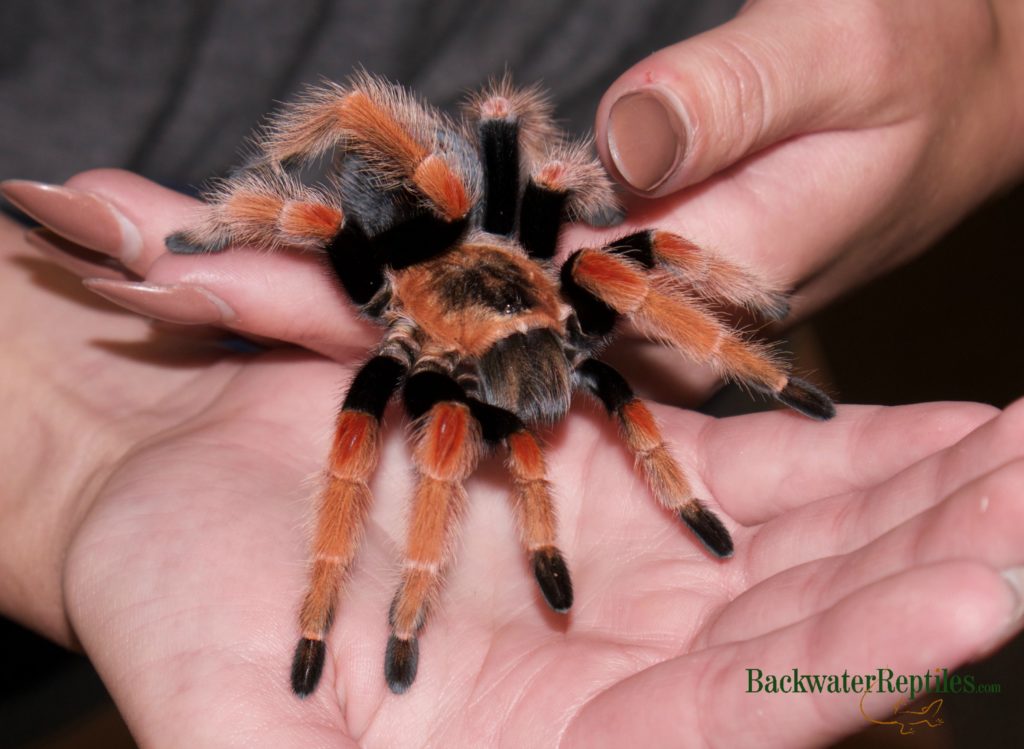 mexican fireleg tarantula