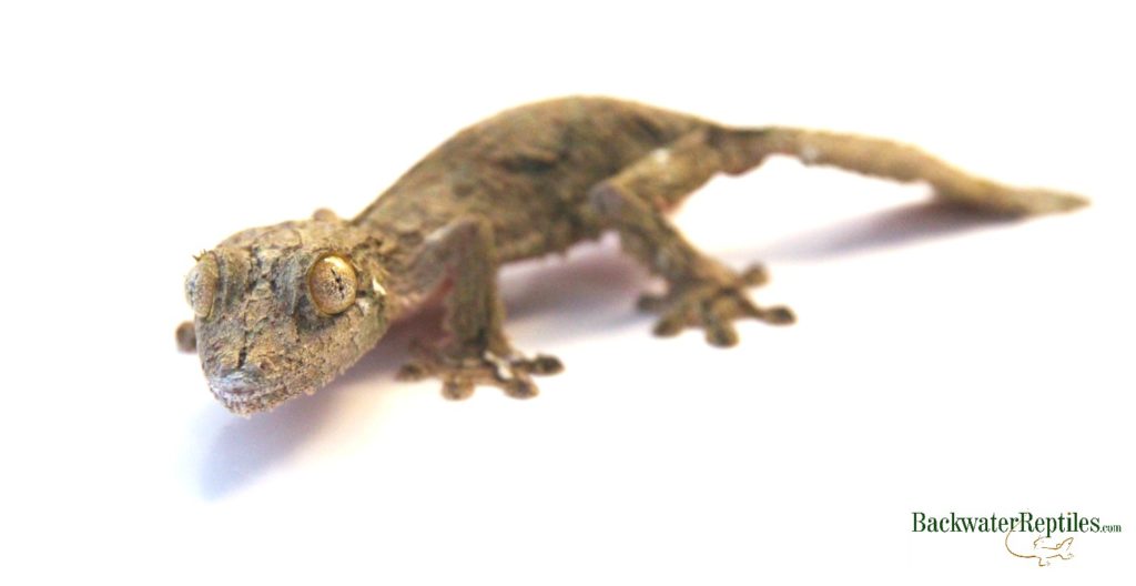 mossy leaftail gecko