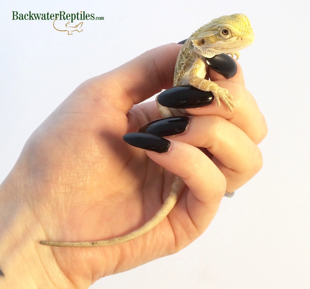 most interactive pet reptiles