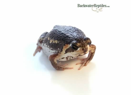 mozambique rain frog