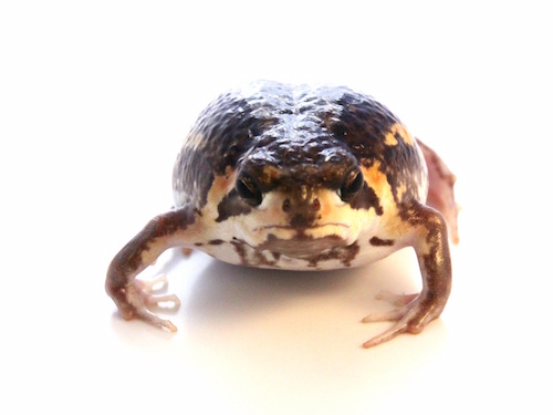 mozambique rain frog