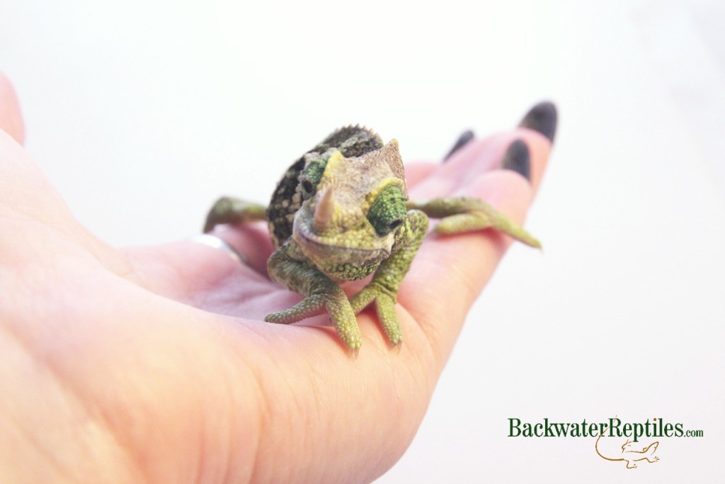 mt meru chameleon female