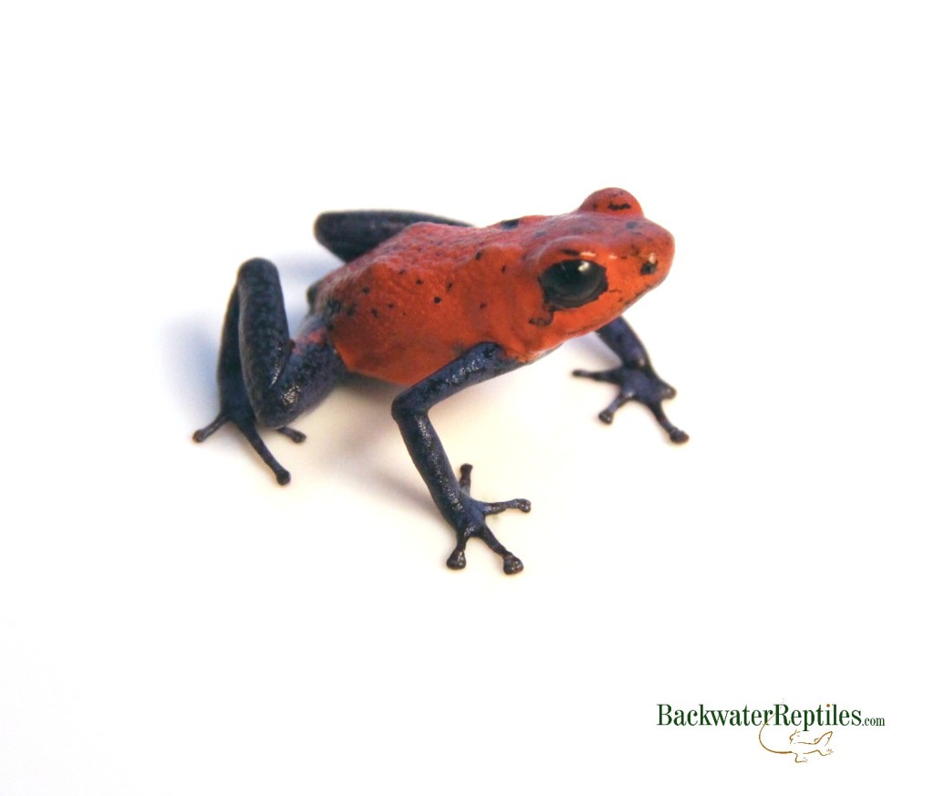 strawberry dart frog